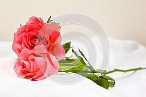 Romantic pink roses on a white bed sheet