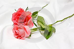 Romantic pink roses on a white bed sheet