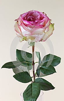 Romantic pink-yellow rose on yellow background