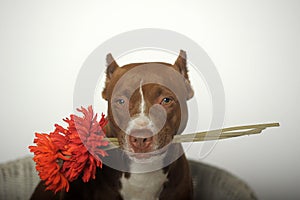 Romantic Pit bull terrier