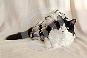 Romantic portrait of a black and white cat in a skirt