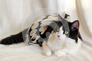 Romantic portrait of a black and white cat in a skirt