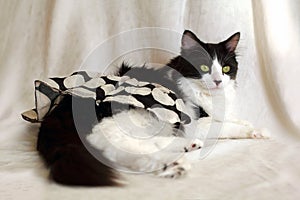 Romantic portrait of a black and white cat in a skirt