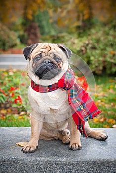 A romantic pug dog in a red checkered scarf sits on the background of the autumn city park.