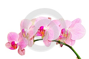 Romantic purity branch of spring pink spotted orchids photo