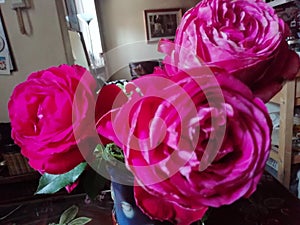 Romantic red cabbage  roses  in a blue vase in the kitchen