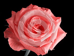 Romantic red rose on black background