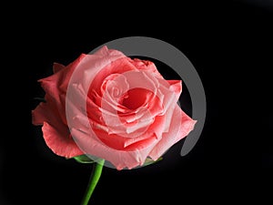 Romantic red rose on black background