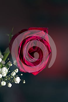 Romantic red rose on black