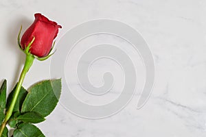 Romantic Red Rose and White Marble Background