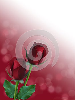 Romantic red roses with abstarct bokeh background