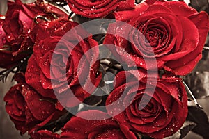 Romantic red roses with drops of water in vintage coloring