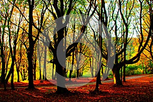 Romantic road passing through the beech trees of Canfaito forest in an autumn evening