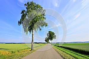 Romantic road in wheat field