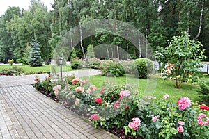 Romantic roses garden design with forest on background