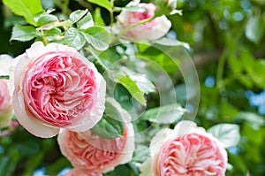Romantic roses, pierre de rosard meillant