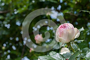 Romantic roses, pierre de rosard meillant