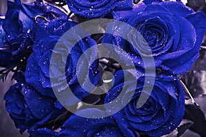 Romantic saphire blue roses with drops of water in vintage coloring