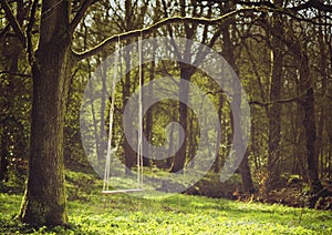 Romantic scene of a swing hanging from tree branch