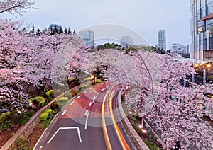 Romantic scenery of illuminated cherry blossom trees  Sakura namiki  in Tokyo Midtown at dusk