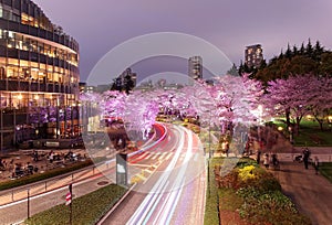 Romantic scenery of illuminated cherry blossom trees Sakura Namiki in Tokyo Midtown at night
