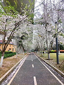 Romantic scenery of illuminated cherry blossom trees Sakura road