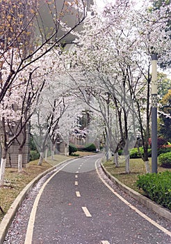 Romantic scenery of illuminated cherry blossom trees Sakura road