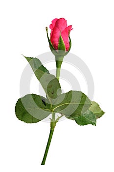 Romantic shocking pink rose with white isolated