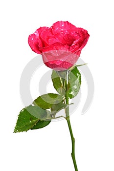 Romantic shocking pink rose with white isolated