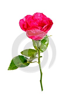 Romantic shocking pink rose with white isolated