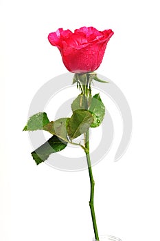 Romantic shocking pink rose with white isolated