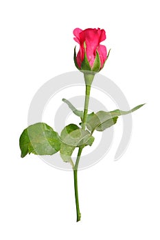 Romantic shocking pink rose with white isolated