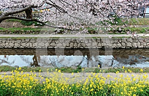 Romantic sidewalks under cherry blossoms Sakura Namiki by a small river bank & Brassica flowers in Fukiage City, Konosu