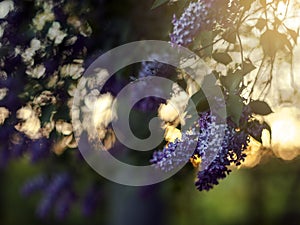 Romantic soft and blurry summer nature background