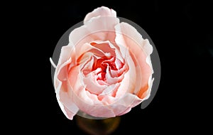 Romantic soft light closeup inflorescence of blooming Carnation Dianthus Caryophyllus, or Clove Pink flower.