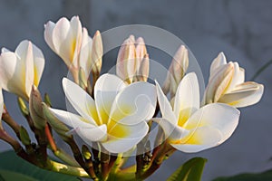 Romantic soft mood colour frangipani yellow pink flower