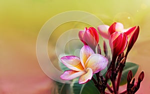 Romantic soft mood colour frangipani yellow pink flower on dream