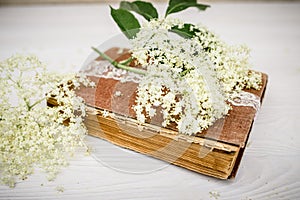 Romantic still life. Vintage book with a branch with elderberry flowers close-up. Spring Readings.