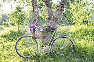 Romantic still life. Wicker baket with bunch of lilac on old bicycle in sunny park