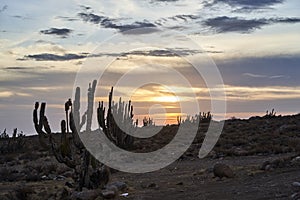 romantic sun set over a desert landscape with cactus an dramatic sky