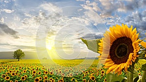 Romantic sunflower field in the sunrise with impressive sky and big sunflower in the foreground