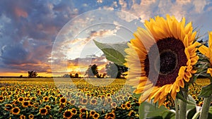 Romantic sunflower field in the sunset with impressive sky and big sunflower in the foreground