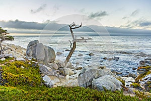 Romantic sunrise near Point Lobos with old dried trees at the st