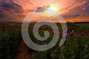 Romantic sunset on a field with poppies