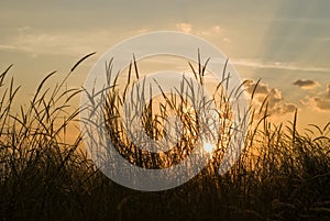Romantic sunset with flora grass