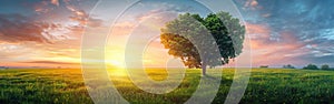 Romantic Sunset: Heart-Shaped Tree in Panoramic Grass Field