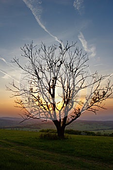 Romantic sunset with old separated tree on the meadow