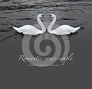 Romantic swan couple