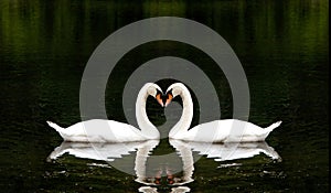 Romantic Swans photo