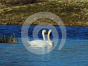 Romantic swans in the lagoon